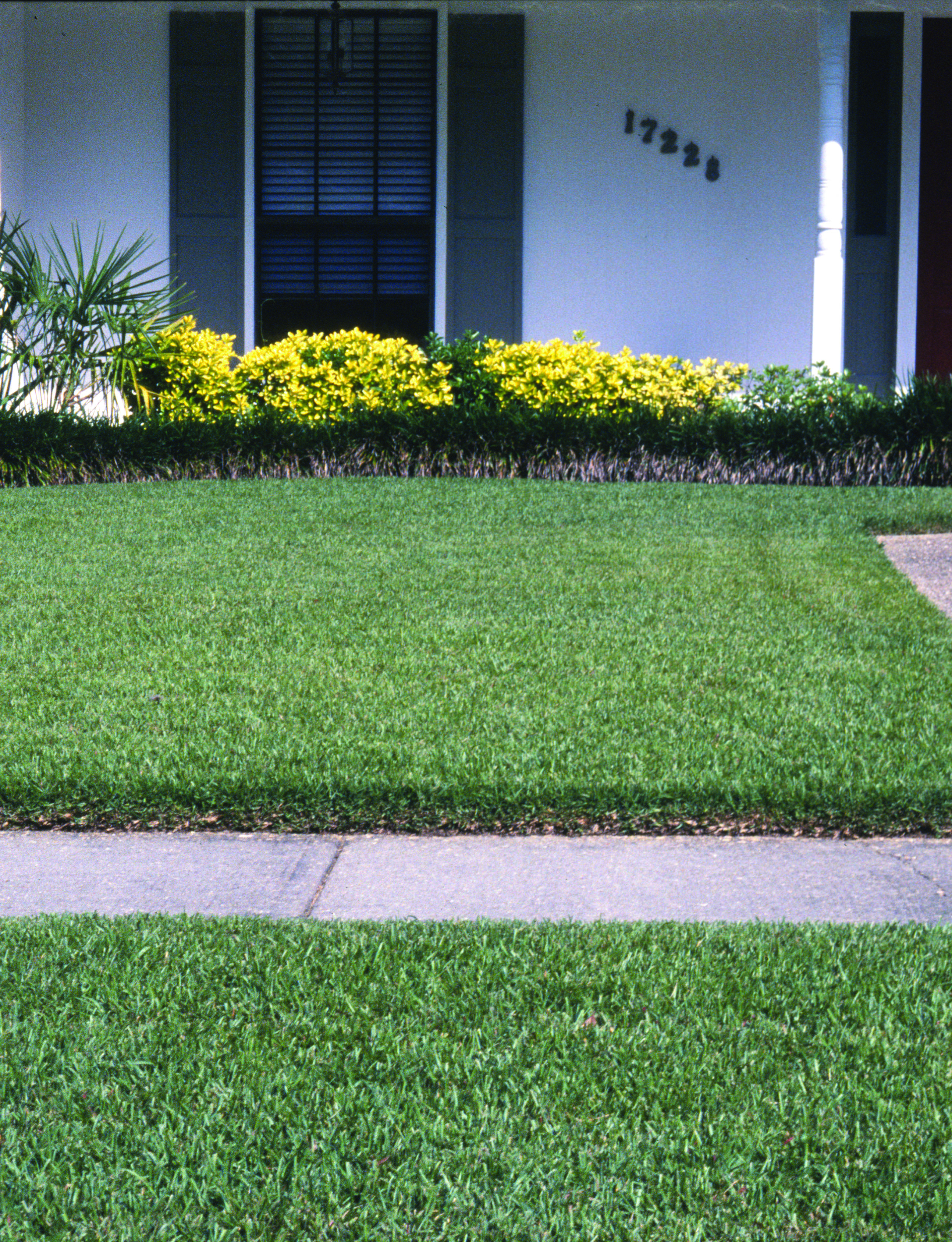 Dealing with grass clippings 